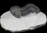 Arched, Austerops (Phacops) Trilobite #36403-1